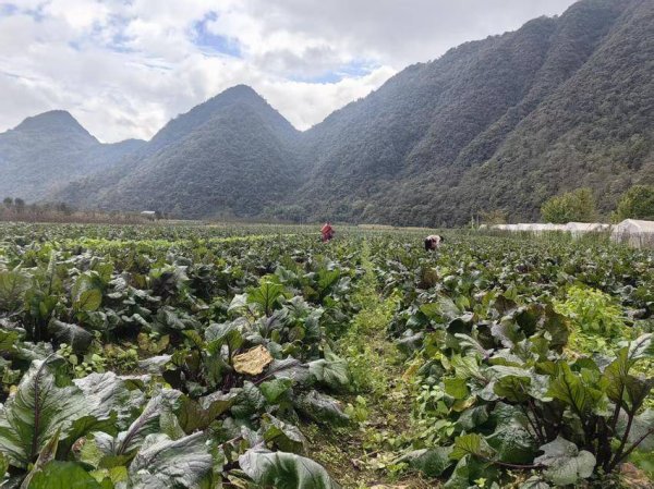 金铺子配资 鹤峰五里：变“冬闲田”为“致富季” 红菜薹热销正当时